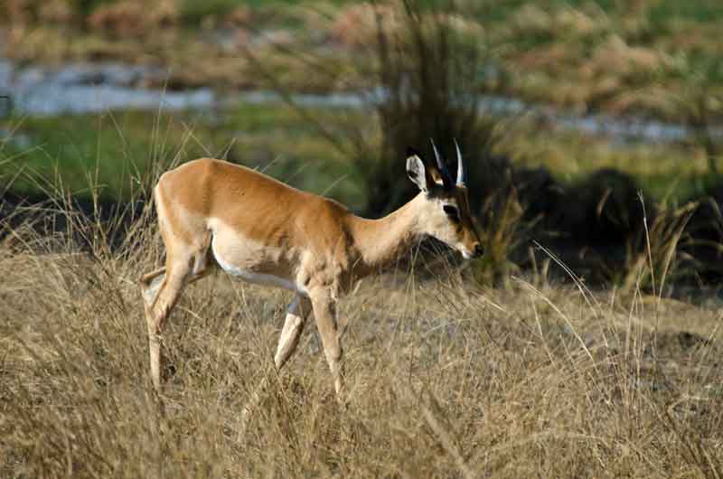 Antílope Impala - reserva de animales Mahango - Namibia 2.jpg